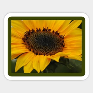 Sunflower Sticker